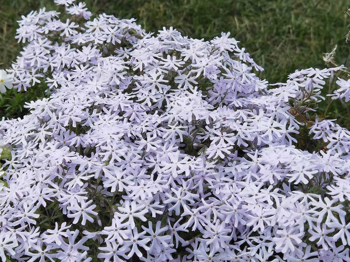 Phlox bifida 'Frohnleiten' en fleurs sur un muret ensoleillé